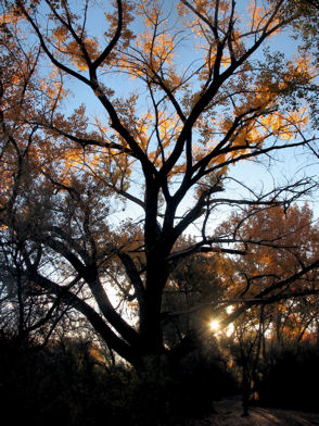 tree-at-dawn.jpg